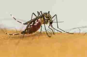  Doenças transmitidas por mosquitos serão “novo normal” na Europa 